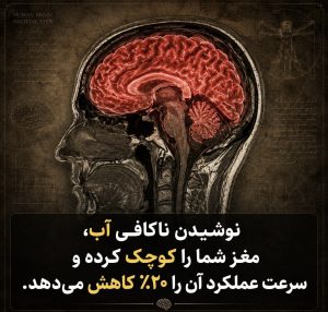 آیا میدانستید مغز سالمندان نسبت به کمآبی بدن حساستر است؟! آیا میدانستید مغز سالمندان نسبت به کمآبی بدن حساستر است؟!